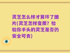 灵芝怎么样才算坏了图片(灵芝怎样变质？检验你手头的灵芝是否仍安全可食)