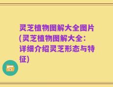 灵芝植物图解大全图片(灵芝植物图解大全：详细介绍灵芝形态与特征)