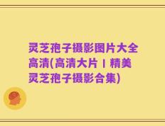 灵芝孢子摄影图片大全高清(高清大片丨精美灵芝孢子摄影合集)