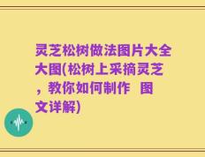 灵芝松树做法图片大全大图(松树上采摘灵芝，教你如何制作  图文详解)