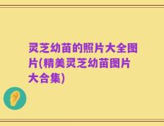 灵芝幼苗的照片大全图片(精美灵芝幼苗图片大合集)