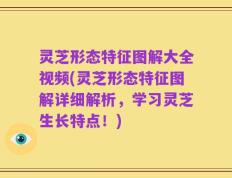 灵芝形态特征图解大全视频(灵芝形态特征图解详细解析，学习灵芝生长特点！)