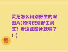 灵芝怎么辩别野生的呢图片(如何识别野生灵芝？看这些图片就够了！)