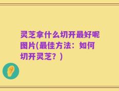 灵芝拿什么切开最好呢图片(最佳方法：如何切开灵芝？)