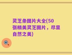 灵芝条图片大全(50张精美灵芝图片，尽显自然之美)