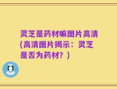 灵芝是药材嘛图片高清(高清图片揭示：灵芝是否为药材？)