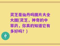 灵芝是仙丹吗图片大全大图(灵芝，神奇的中草药，你真的知道它有多好吗？)