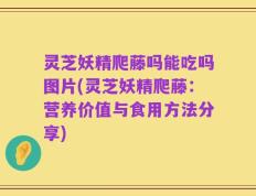 灵芝妖精爬藤吗能吃吗图片(灵芝妖精爬藤：营养价值与食用方法分享)