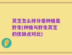 灵芝怎么样分是种植是野生(种植与野生灵芝的优缺点对比)