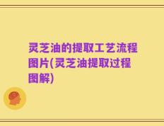 灵芝油的提取工艺流程图片(灵芝油提取过程图解)