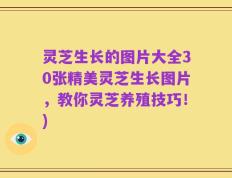 灵芝生长的图片大全30张精美灵芝生长图片，教你灵芝养殖技巧！)