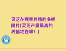 灵芝在哪里养殖的多呢图片(灵芝产量最高的种植地在哪？)