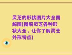 灵芝的形状图片大全图解图(图解灵芝各种形状大全，让你了解灵芝外形特点)