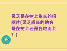 灵芝是在树上生长的吗图片(灵芝成长的地方是在树上还是在地面上？)
