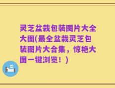 灵芝盆栽包装图片大全大图(最全盆栽灵芝包装图片大合集，惊艳大图一键浏览！)