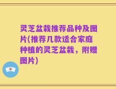 灵芝盆栽推荐品种及图片(推荐几款适合家庭种植的灵芝盆栽，附赠图片)