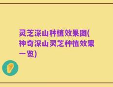 灵芝深山种植效果图(神奇深山灵芝种植效果一览)