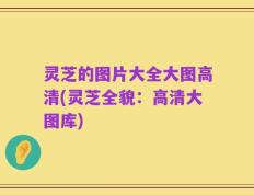 灵芝的图片大全大图高清(灵芝全貌：高清大图库)