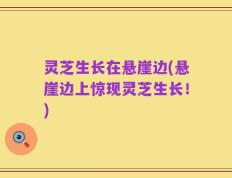 灵芝生长在悬崖边(悬崖边上惊现灵芝生长！)