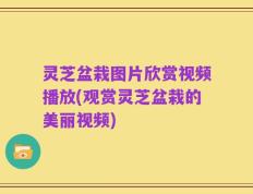 灵芝盆栽图片欣赏视频播放(观赏灵芝盆栽的美丽视频)