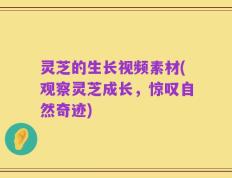 灵芝的生长视频素材(观察灵芝成长，惊叹自然奇迹)