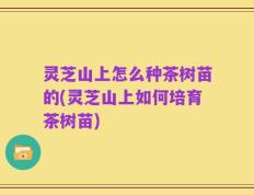 灵芝山上怎么种茶树苗的(灵芝山上如何培育茶树苗)