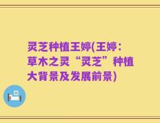 灵芝种植王婷(王婷：草木之灵“灵芝”种植大背景及发展前景)