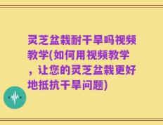 灵芝盆栽耐干旱吗视频教学(如何用视频教学，让您的灵芝盆栽更好地抵抗干旱问题)