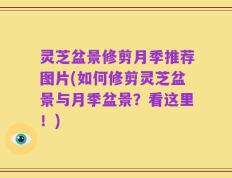 灵芝盆景修剪月季推荐图片(如何修剪灵芝盆景与月季盆景？看这里！)