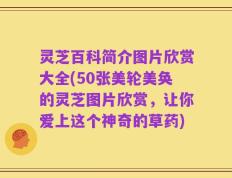 灵芝百科简介图片欣赏大全(50张美轮美奂的灵芝图片欣赏，让你爱上这个神奇的草药)