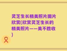 灵芝生长精美照片图片欣赏(欣赏灵芝生长的精美照片——美不胜收)