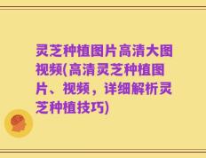 灵芝种植图片高清大图视频(高清灵芝种植图片、视频，详细解析灵芝种植技巧)