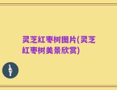 灵芝红枣树图片(灵芝红枣树美景欣赏)