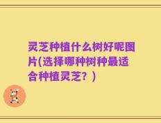 灵芝种植什么树好呢图片(选择哪种树种最适合种植灵芝？)