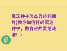 灵芝种子怎么弄碎的图片(教你如何打碎灵芝种子，做自己的灵芝栽培！)