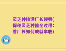 灵芝种植满厂长视频(探秘灵芝种植全过程：看厂长如何成就丰收)