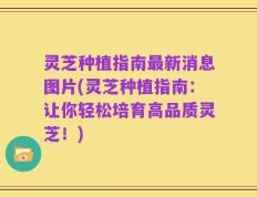 灵芝种植指南最新消息图片(灵芝种植指南：让你轻松培育高品质灵芝！)