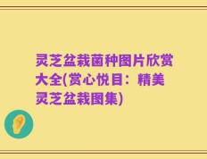 灵芝盆栽菌种图片欣赏大全(赏心悦目：精美灵芝盆栽图集)