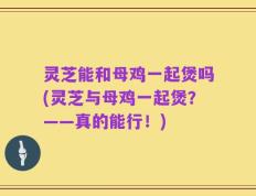 灵芝能和母鸡一起煲吗(灵芝与母鸡一起煲？——真的能行！)