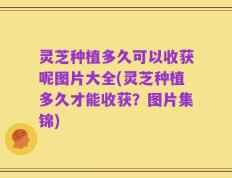 灵芝种植多久可以收获呢图片大全(灵芝种植多久才能收获？图片集锦)