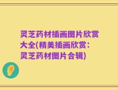 灵芝药材插画图片欣赏大全(精美插画欣赏：灵芝药材图片合辑)
