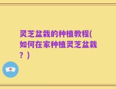 灵芝盆栽的种植教程(如何在家种植灵芝盆栽？)