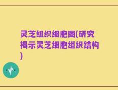 灵芝组织细胞图(研究揭示灵芝细胞组织结构)