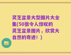 灵芝盆景大型图片大全集(50张令人惊叹的灵芝盆景图片，欣赏大自然的奇迹！)
