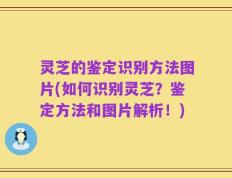 灵芝的鉴定识别方法图片(如何识别灵芝？鉴定方法和图片解析！)