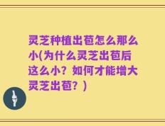 灵芝种植出苞怎么那么小(为什么灵芝出苞后这么小？如何才能增大灵芝出苞？)