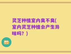 灵芝种植室内臭不臭(室内灵芝种植会产生异味吗？)