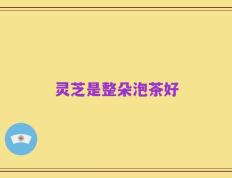 灵芝是整朵泡茶好