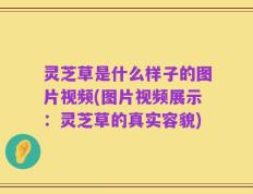 灵芝草是什么样子的图片视频(图片视频展示：灵芝草的真实容貌)