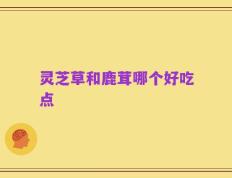 灵芝草和鹿茸哪个好吃点